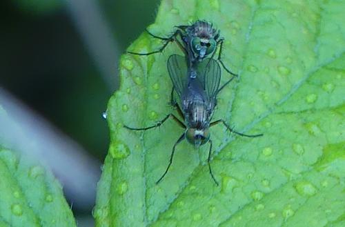 Dolichopus sp.